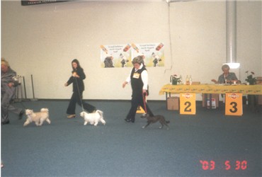 Vicky bei Welthundeausstellung
