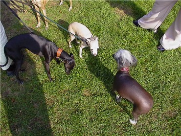 nettes Treffen beim Gassigehen