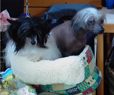 Chiva & Vicky teilen sich das K�rbchen