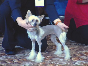 Jamie Lee von Shinbashi bei ihrer 1. Ausstellung