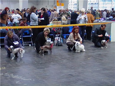 Aufstellung der Hunde