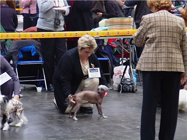 Richterin Frau Ubrova begutachtet die Hunde