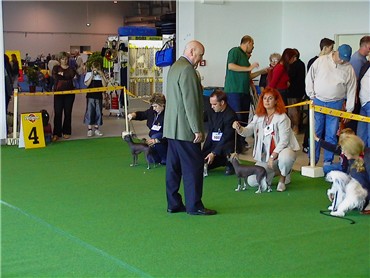Richter Herr Schicker begutachtet alle Hunde