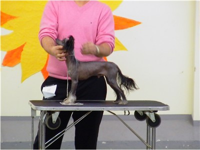 Natural ein Traum von einen Chinese Crested