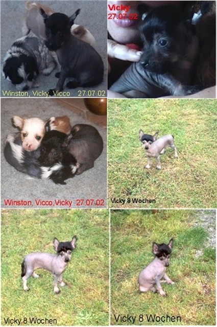 Welpenbilder Di Gabriellas Vicky