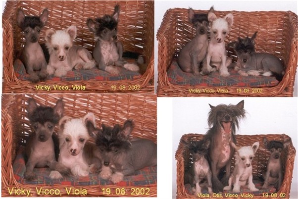 Welpenbilder Di Gabriellas Vicky