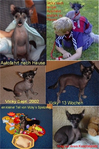 Welpenbilder Di Gabriellas Vicky