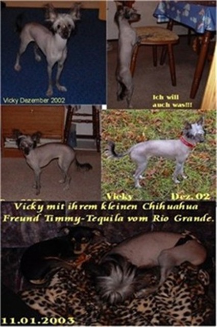 Di Gabriellas Vicky